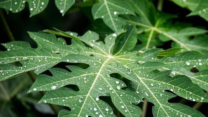 Papaya leaf extract must aid in dengue fever management by Dr. Edmond Fernandes