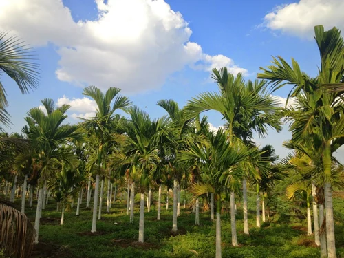 Indian government must actively support arecanut growers and pursue alternative benefits by Dr. Edmond Fernandes